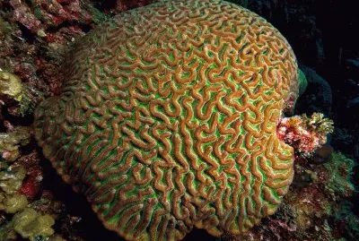 פאזל של Coral Boulder Brain - Mar caribe