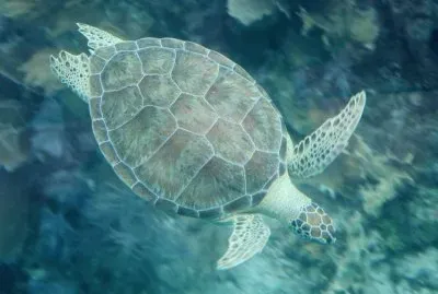 Green Turtle J. Pennekamp - Florida