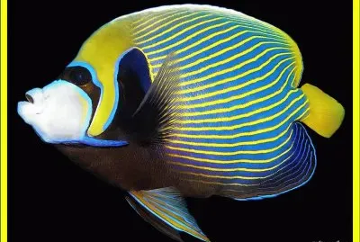 Pez Ã¡ngel emperador - Maldivas