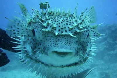 Vida animal y vegetal