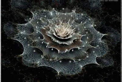 apophysis