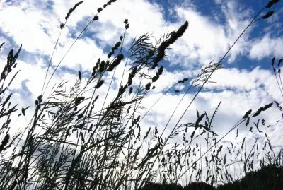long grass against blue sky