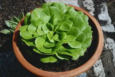 Salat