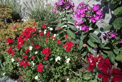mein Garten jigsaw puzzle