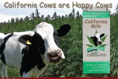 California Happy Cow- "Grass Fed " LOL