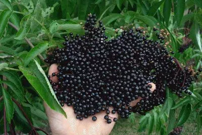 Deep Purple Elderberries