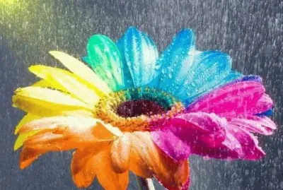 flores jigsaw puzzle