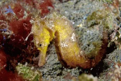 Hipocampo Kudu - Australia