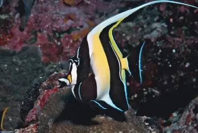 Idolo moro - Maldivas