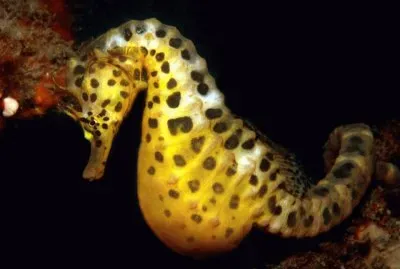 Hipocampo Dorado - Australia