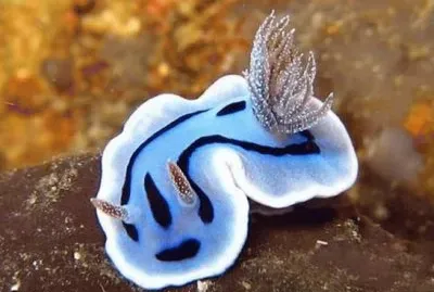 Molusco Nudibranquio
