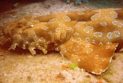 OrectolÃ³bidos  - Pacifico