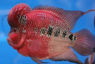 Pez Cuerno de Flor - Malasia