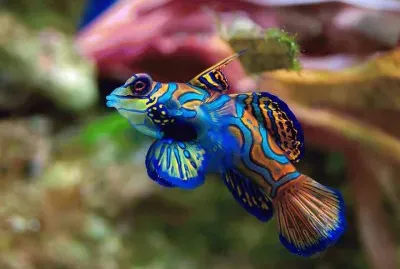 Pez MandarÃ­n - Australia