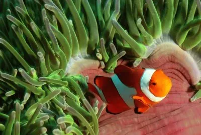 Pez Payaso - Indo-PacÃ­fico