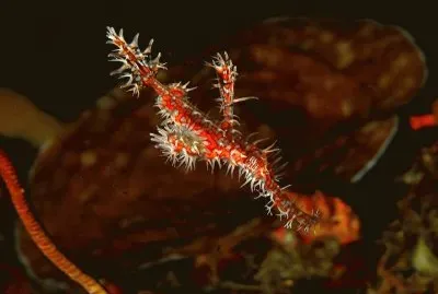 Pez Pipa Fantasma - Pacifico