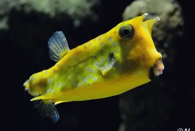 Pez Vaca - Indo Pacifico