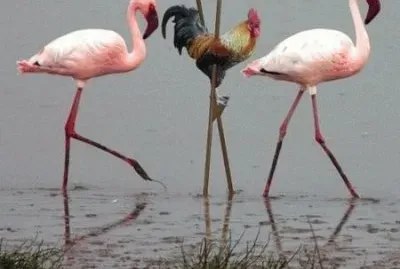 Animaladas