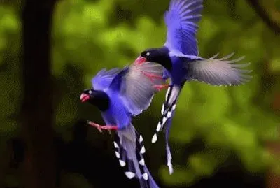 Animaladas