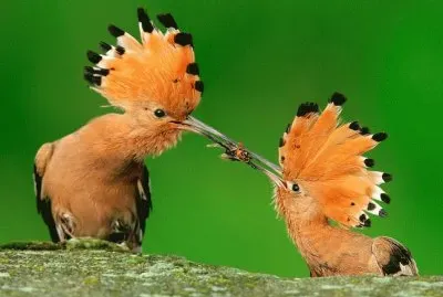 Animaladas