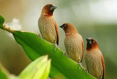 Animaladas