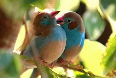 Animaladas