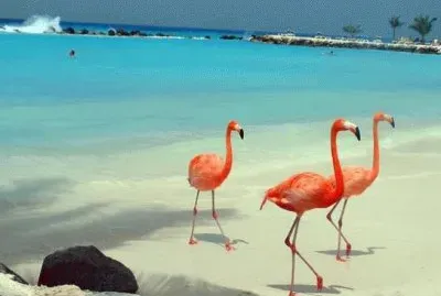 Animaladas