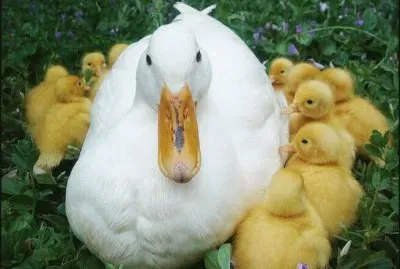 Animaladas jigsaw puzzle