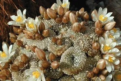 Blossfeldia - Cordillera Andina