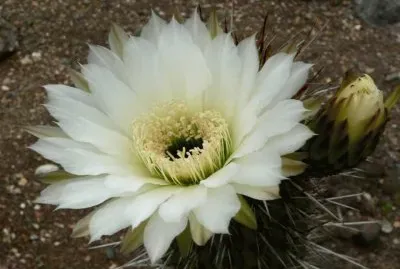 Flor de Cactus - Chile