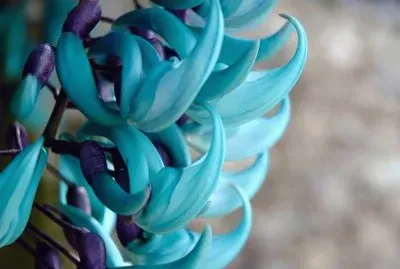 Liana de Jade - Filipinas