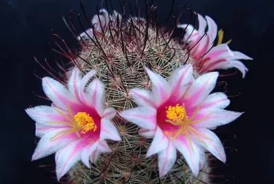 Mammillaria - AmÃ©rica