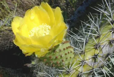 Opuntia Ficus-Indica