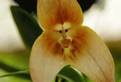Orquidea Mono - Ecuador