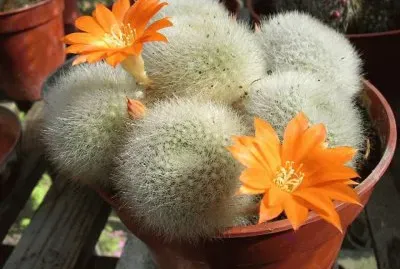 Rebutia Muscula - SudamÃ©rica