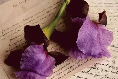 Purple Flower-Still Life Art