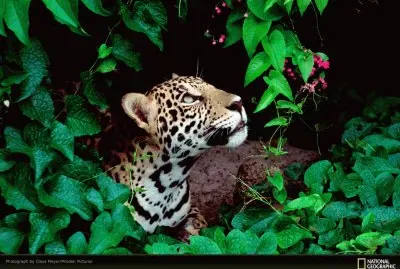 jaguar jigsaw puzzle