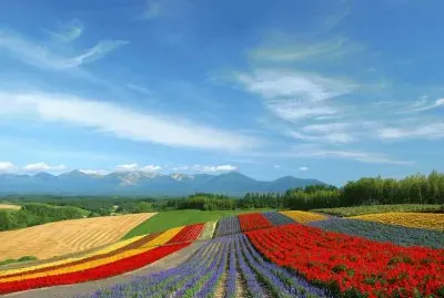 fields jigsaw puzzle