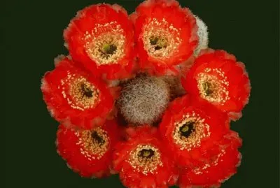 desert flower