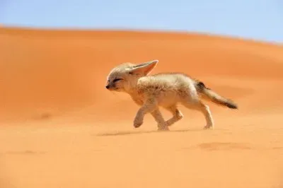 Animaladas