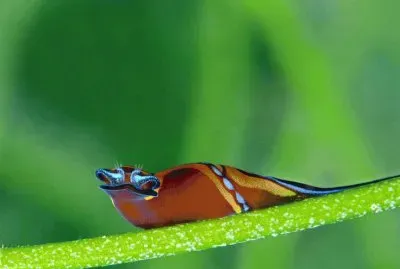 Animaladas