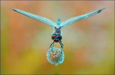 Animaladas