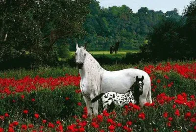 4 jigsaw puzzle