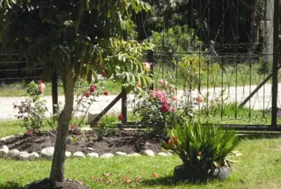 Linda