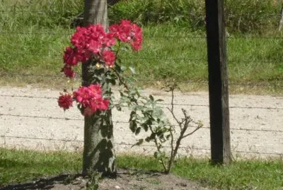 Rosas