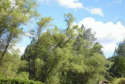 Arboles