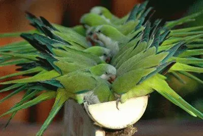 natureza