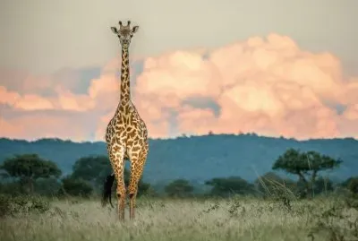 gitafa jigsaw puzzle