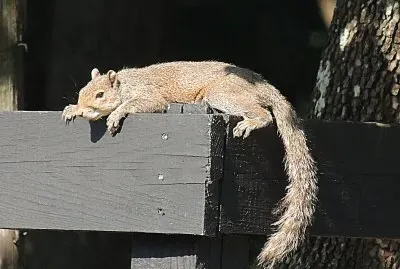 Squirrel In the Sun