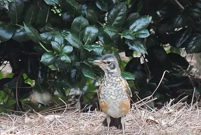A Young Robbin jigsaw puzzle